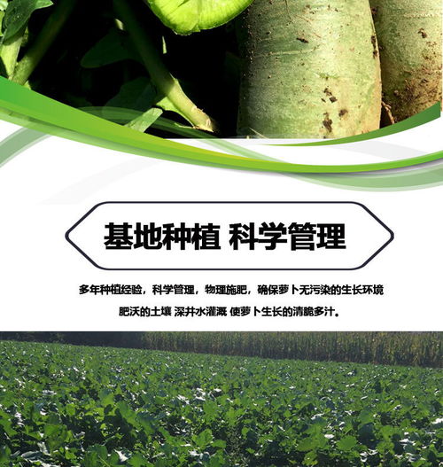 濰縣青蘿卜 孕期健康小幫手，新鮮脆甜的營養選擇